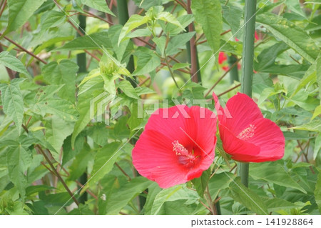 Two red flowers side by side: Titanbicus Two red flowers side by side: Titanbicus 141928864