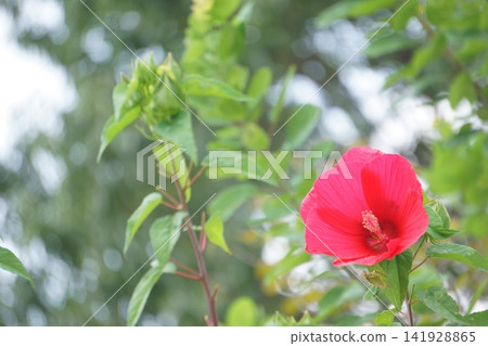 Titanbicus: Red flowers that bloom in summer Titanbicus: Red flowers that bloom in summer 141928865