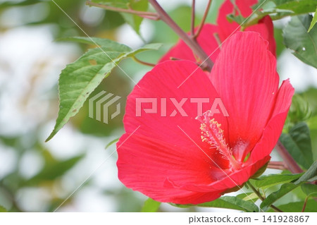 Vibrant red flowers: Titanbicus Vibrant red flowers: Titanbicus 141928867