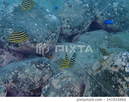 一群蝴蝶魚在岩石間遊動。 一群蝴蝶魚在岩石間遊動。 141928868