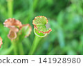 季節性的花朵 141928980