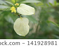季節性的花朵 141928981