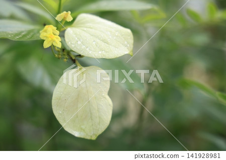 Seasonal flowers Seasonal flowers 141928981