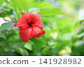 季節性的花朵 141928982