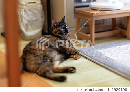 Sabi cat Sabi cat 141929108