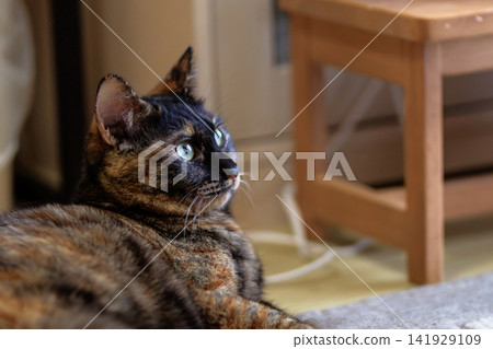 Sabi cat Sabi cat 141929109