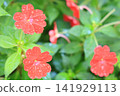 季節性的花朵 141929113