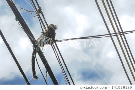 Marmoset Monkey in the city of Rio de Janeiro Brazil. Marmoset Monkey in the city of Rio de Janeiro Brazil. 141929189