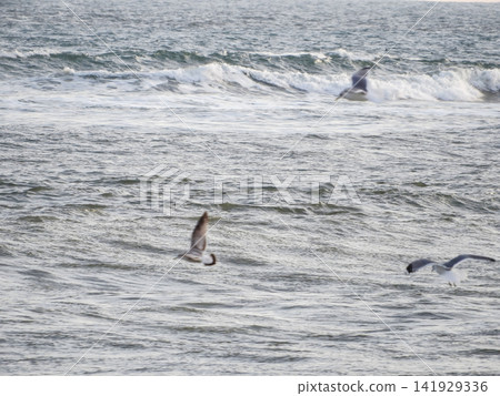 A rippling sea surface and a flock of flapping seagulls (Freedom, Travel, Image Material) A rippling sea surface and a flock of flapping seagulls (Freedom, Travel, Image Material) 141929336