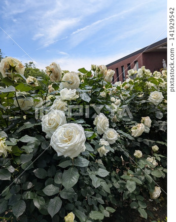 Spring roses and rose garden scenery at Ishibashi Cultural Center, blooming under a blue sky. Spring roses and rose garden scenery at Ishibashi Cultural Center, blooming under a blue sky. 141929542