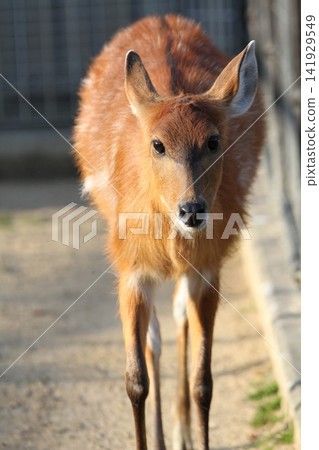 A female sitatunga standing facing forward. 141929549