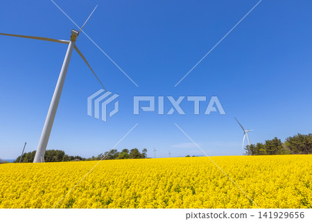A view of a field of rapeseed flowers in full bloom and wind turbines in Fukiage, Yokohama-machi, Kamikita-gun, Aomori Prefecture, a famous spot for rapeseed blossoms. 141929656