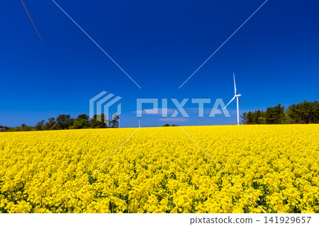 A view of a field of rapeseed flowers in full bloom and wind turbines in Fukiage, Yokohama-machi, Kamikita-gun, Aomori Prefecture, a famous spot for rapeseed blossoms. A view of a field of rapeseed flowers in full bloom and wind turbines in Fukiage, Yokohama-machi, Kamikita-gun, Aomori Prefecture, a famous spot for rapeseed blossoms. 141929657