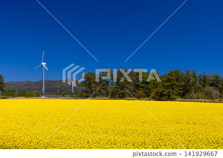 A view of a field of rapeseed flowers in full bloom and wind turbines in Fukiage, Yokohama-machi, Kamikita-gun, Aomori Prefecture, a famous spot for rapeseed blossoms. A view of a field of rapeseed flowers in full bloom and wind turbines in Fukiage, Yokohama-machi, Kamikita-gun, Aomori Prefecture, a famous spot for rapeseed blossoms. 141929667