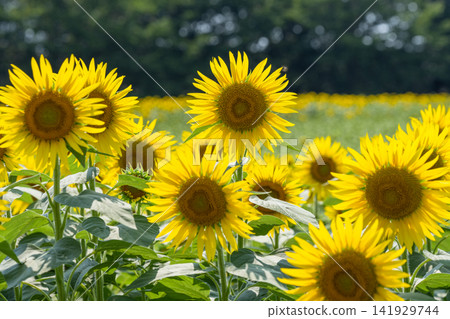 公苑公園的向日葵花田正值盛花期 公苑公園的向日葵花田正值盛花期 141929744