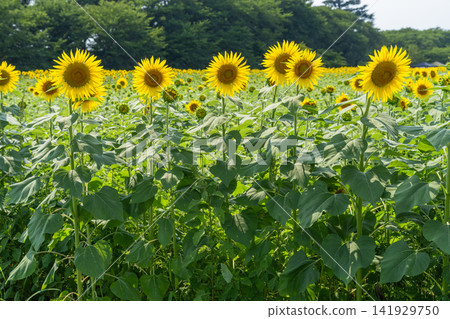 公苑公園的向日葵花田正值盛花期 公苑公園的向日葵花田正值盛花期 141929750