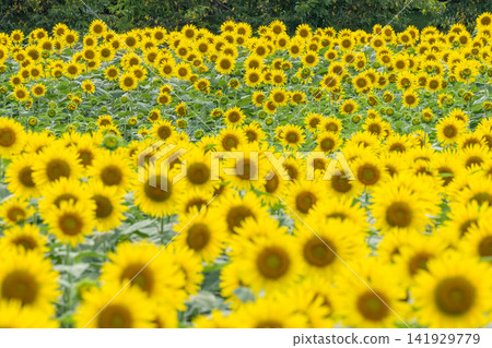 公苑公園的向日葵花田正值盛花期 141929779