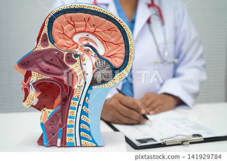 Asian doctor with half head and neck with vessels model. Asian doctor with half head and neck with vessels model. 141929784