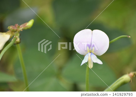 Vegetables, cowpea flowers Vegetables, cowpea flowers 141929793