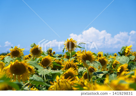 Summer blue sky and sunflower Summer blue sky and sunflower 141929831