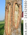 Close-up texture of tree bark with natural vertical split. 141929880