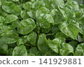 Close-up of fresh Sissoo spinach leaves growing in a garden. Healthy organic greens, ideal for concepts of agriculture, gardening, nutrition, vegan food, fresh produce, and sustainable farming. 141929881