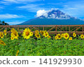 向日葵田和富士山 141929930