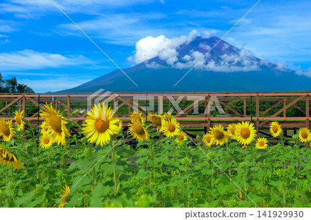 Sunflower field and Mt. Fuji Sunflower field and Mt. Fuji 141929930
