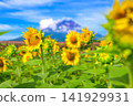 仲夏向日葵 141929931
