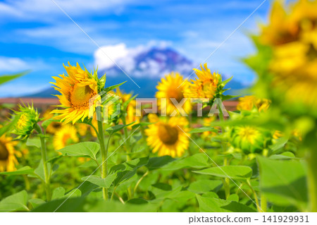 仲夏向日葵 仲夏向日葵 141929931
