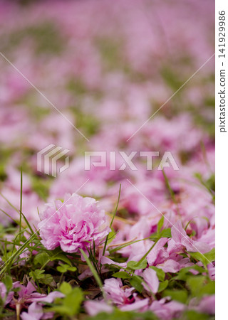 The cherry blossoms in the park have fallen to the ground. This cherry tree is called Kanzan. The cherry blossoms in the park have fallen to the ground. This cherry tree is called Kanzan. 141929986