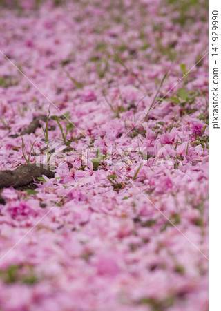 The cherry blossoms in the park have fallen to the ground. This cherry tree is called Kanzan. The cherry blossoms in the park have fallen to the ground. This cherry tree is called Kanzan. 141929990