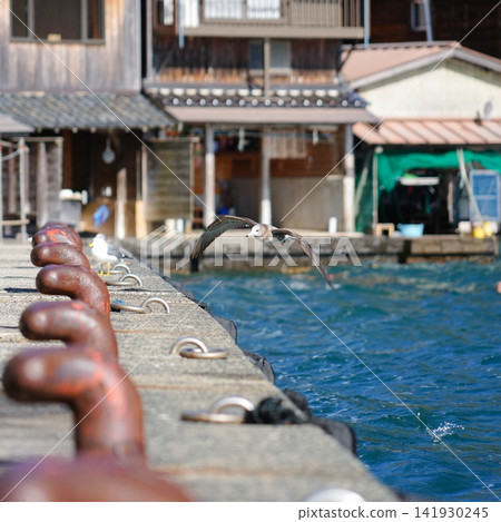 京都府伊根町平田市 - 海鷗 京都府伊根町平田市 - 海鷗 141930245