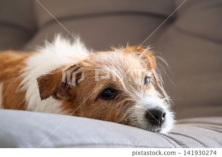 Close up of sleepy wire haired puppy resting on soft blanket at home. Close up of sleepy wire haired puppy resting on soft blanket at home. 141930274
