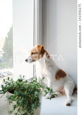 Small dog sitting beside potted plant on bright windowsill, looking outside with thoughtful expression. Small dog sitting beside potted plant on bright windowsill, looking outside with thoughtful expression. 141930275