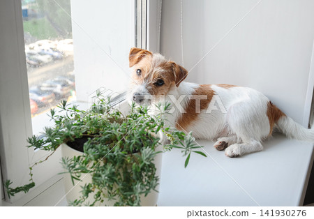 Small dog resting beside houseplant on bright windowsill. Small dog resting beside houseplant on bright windowsill. 141930276