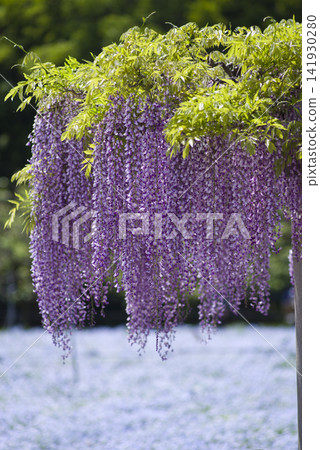 紫藤花盛開了。它的學名是 Wisteria floribunda。 紫藤花盛開了。它的學名是 Wisteria floribunda。 141930280