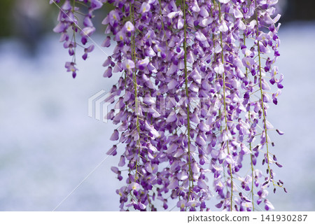 紫藤花盛開了。它的學名是 Wisteria floribunda。 紫藤花盛開了。它的學名是 Wisteria floribunda。 141930287