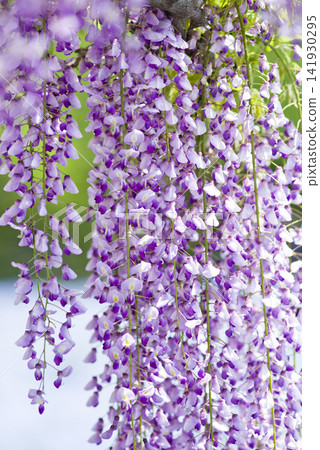 Purple wisteria flowers are in bloom. The scientific name is Wisteria floribunda. Purple wisteria flowers are in bloom. The scientific name is Wisteria floribunda. 141930295