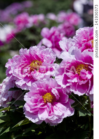 Pink peony flowers are in bloom. Pink peony flowers are in bloom. 141930373