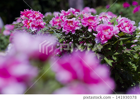 粉紅色的牡丹花盛開了。 粉紅色的牡丹花盛開了。 141930378