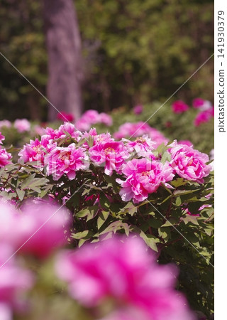 粉紅色的牡丹花盛開了。 粉紅色的牡丹花盛開了。 141930379