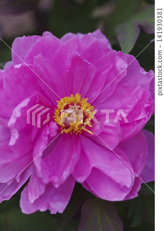 Pink peony flowers are in bloom. Pink peony flowers are in bloom. 141930381