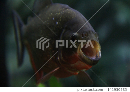 A piranha with its mouth open, facing forward. A piranha with its mouth open, facing forward. 141930383