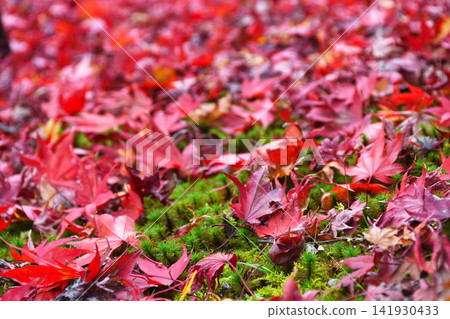 Kyoto, Hogon-in Temple, Shishiku Garden: Beautiful autumn foliage and fallen maple leaves (Ukyo-ku, Kyoto City, Kyoto Prefecture) Kyoto, Hogon-in Temple, Shishiku Garden: Beautiful autumn foliage and fallen maple leaves (Ukyo-ku, Kyoto City, Kyoto Prefecture) 141930433