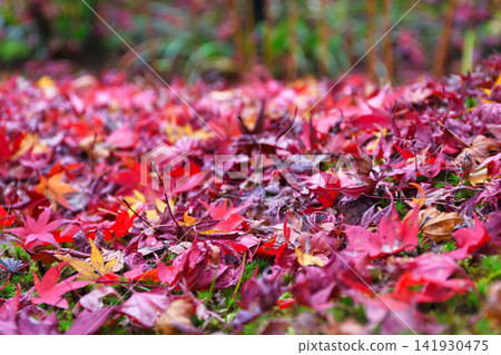 Kyoto, Hogon-in Temple, Shishiku Garden: Beautiful autumn foliage and fallen maple leaves (Ukyo-ku, Kyoto City, Kyoto Prefecture) Kyoto, Hogon-in Temple, Shishiku Garden: Beautiful autumn foliage and fallen maple leaves (Ukyo-ku, Kyoto City, Kyoto Prefecture) 141930475