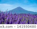 Lavender fields and Mount Fuji: A beautiful summer landscape 141930480
