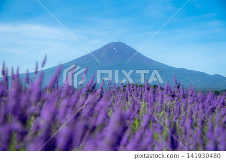 薰衣草田和富士山:美麗的夏日景色 薰衣草田和富士山:美麗的夏日景色 141930480