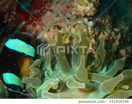 Underwater photograph of a clownfish nestled amongst a sea anemone (a tropical fish that live in symbiosis). 141930546
