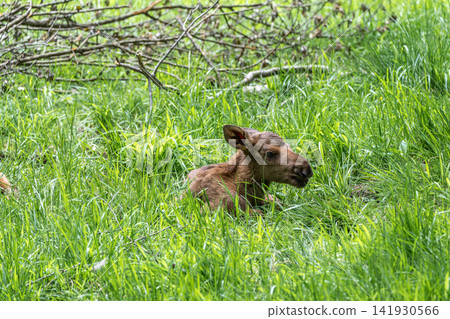 Baby of moose or elk, Alces alces is the largest extant species in the deer family. 141930566
